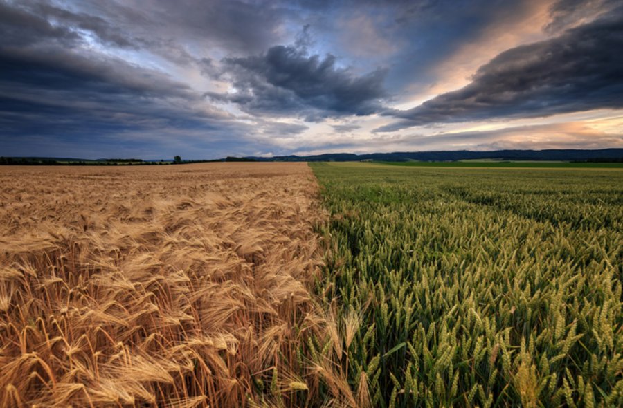 Zwei Getreide Felder