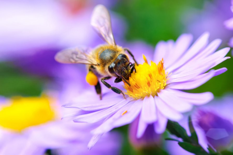 Biene sitzt auf einer Blüte.