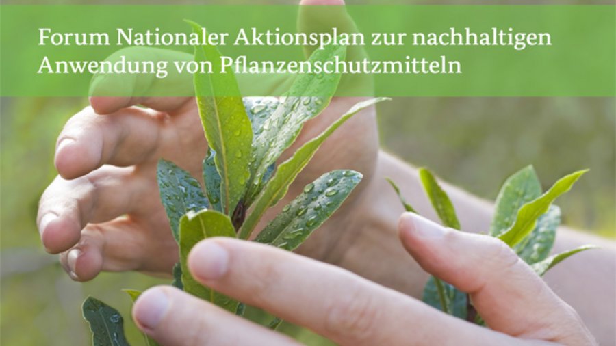 Zwei Hände umfassen eine Pflanze.