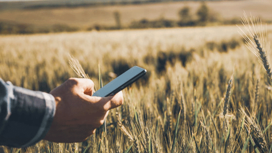 Landwirt mit Handy im Weizenfeld